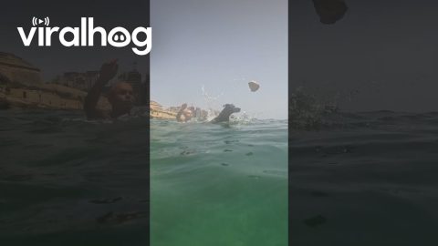 Diving Dog Gets Competitive || ViralHog