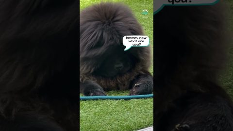 Dog Meets Bumblebee || ViralHog