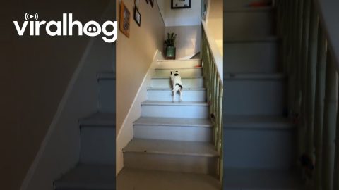 Elderly Dog Needs Her Beauty Rest || ViralHog