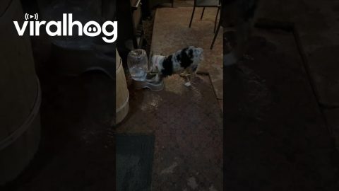 Silly Puppy Splashes And Bites Water Bowl || ViralHog