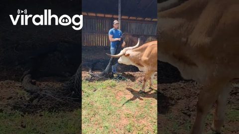 Silly Steer Needs Help From Mom || ViralHog