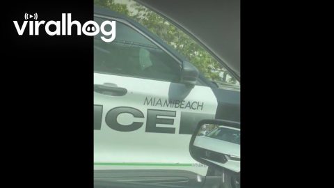 Police Vehicle Gets Towed || ViralHog