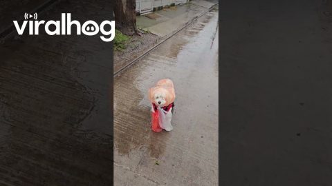 Improvised Puppy Poncho || ViralHog
