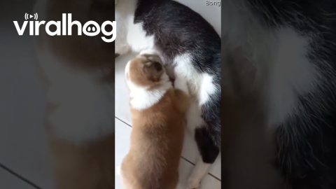 Puppy Nurses From Cat || ViralHog