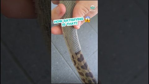 Snake Sheds Skin in Handler's Hand || ViralHog