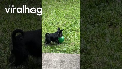 Schnauzer Wrestles Balloon || ViralHog