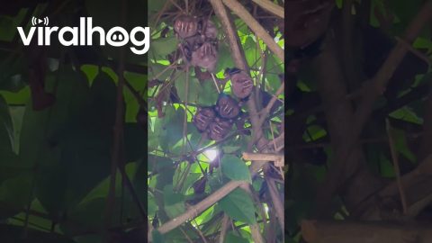 Colony of Bats Found Hiding in Tree || ViralHog