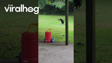 Vultures Play With Kids Toys in Back Yard || ViralHog