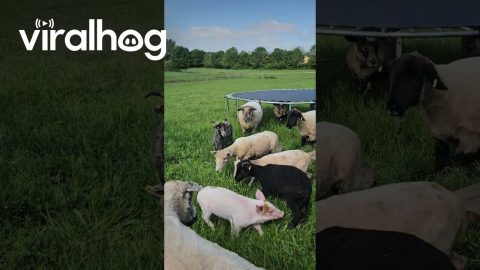 Orphan Pig Introduced to New Friends || ViralHog