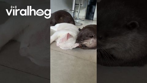 Playful Otters Harass Feline Friend || ViralHog