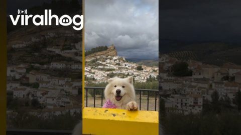 Ears Wiggling In Spain || ViralHog