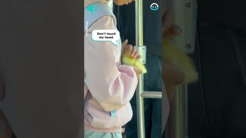 Quacking Commute: Duckling on the Bus || ViralHog