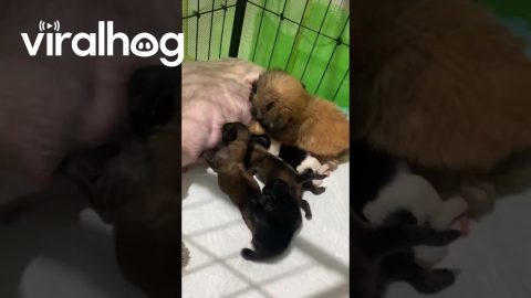 Puppy Hunts For Milk || ViralHog