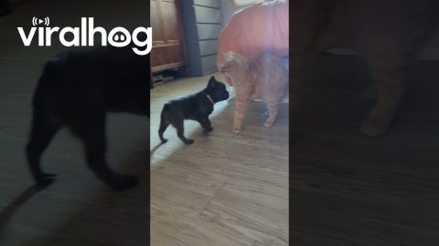 Curious Puppy Invades Cat's Space || ViralHog