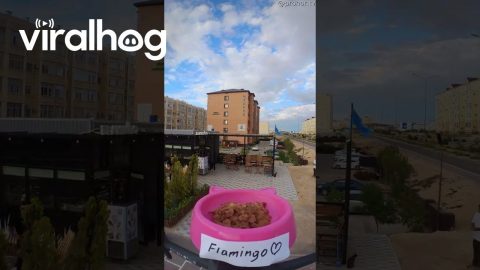 Drone Delivers Cat Food || ViralHog