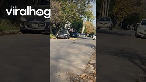 Dog Skips Down Street || ViralHog