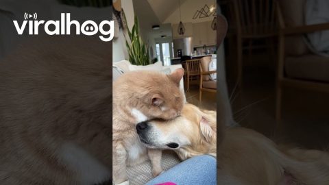 Cat Cleans Dog's Face || ViralHog