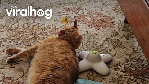 Butterfly Toy Gets All Up in Cat's Face || ViralHog