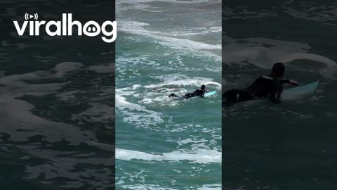 Sea Lion Chases Surfer || ViralHog