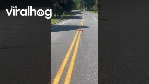 Helping A Baby Deer Cross The Road || ViralHog