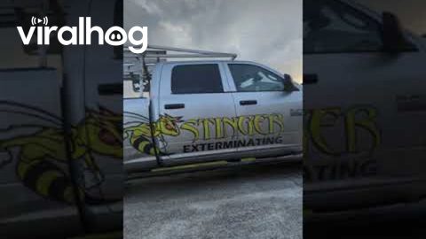 Huge Wasp Nest Removal || ViralHog