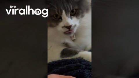 Cat Wiggles Its Tongue || ViralHog