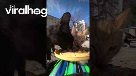 RC Car Feeds Stray Cats || ViralHog
