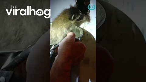 Raccoon Baby Pulled From Wall || ViralHog
