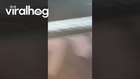 Strange Shadows Recorded on Empty Bus || ViralHog