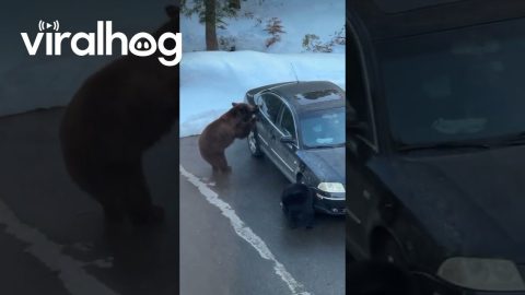Bears Break Into Car || ViralHog