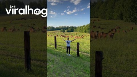 Man Gives Speech to Adoring Bovine Audience || ViralHog