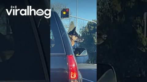 Too Cool For Dog School || ViralHog