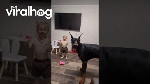 Dobermann Playing With Soap Bubbles || ViralHog