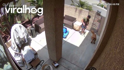 Playful Hops With Bailey the Goldendoodle || ViralHog