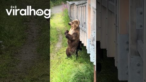 Brown Bear Finds the Perfect Back Scratcher || ViralHog