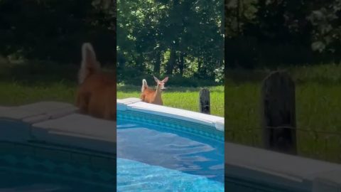 Deer Hops Fence and Runs With Dogs || ViralHog