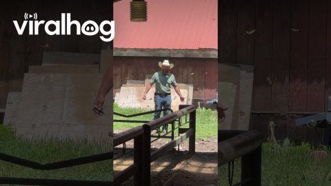 Two Perspectives On Butterflies || ViralHog