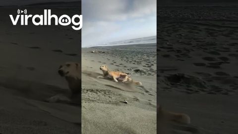 Silken Windhound Gracefully Tumbles || ViralHog