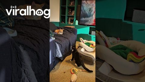 Wobbly Cat Bellyflops Onto Couch || ViralHog