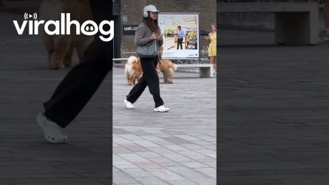 Chow Chow Stubbornly Refuses To Stand || ViralHog