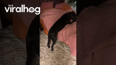 Pup Wants Help Onto the Bed || ViralHog
