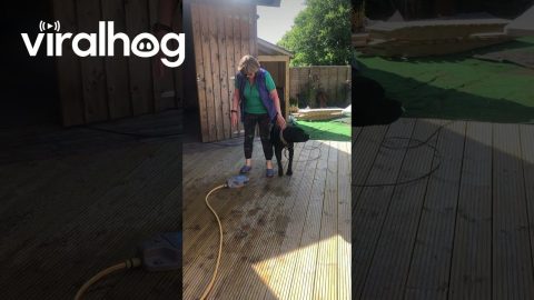 Cane Corso Splashes Owner With Hose || ViralHog