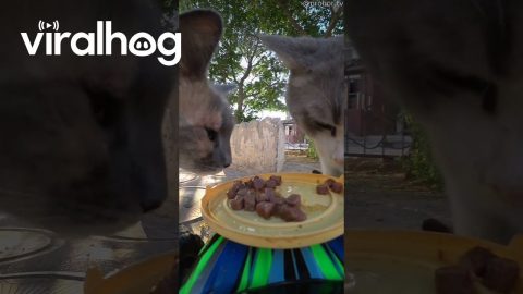 Cat Meals On RC Wheels || ViralHog
