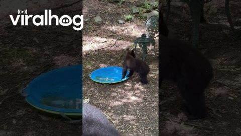 Playful Black Bear Cub Gets a Drink || ViralHog