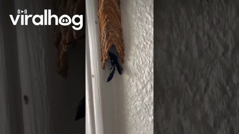 A Mud Dauber Builds Its Home In My Garage || ViralHog