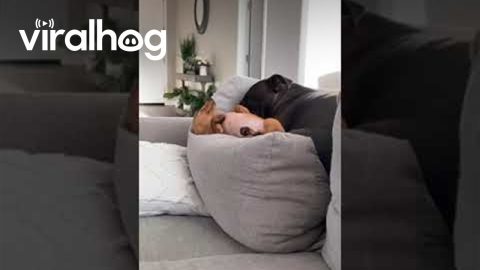 Dachshund Cuddles With Bigger Buddy || ViralHog