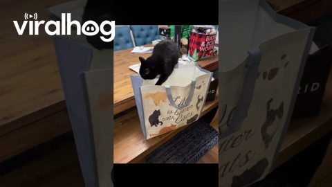 Black Cat Tumbles Into Cat-Themed Bag || ViralHog