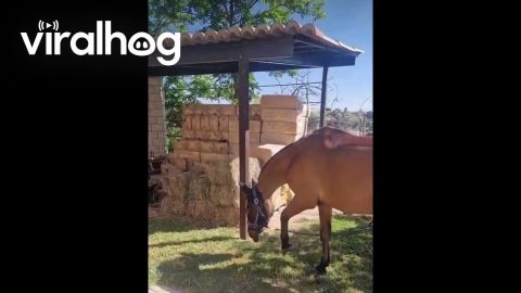 Dog Bringing His Pet Horse Out for a Walk || ViralHog