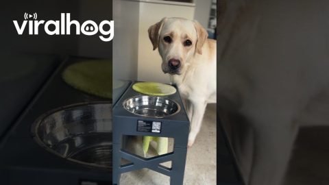 Dog Dries Its Snout After Drinking Water || ViralHog