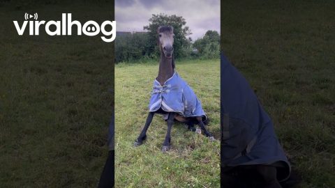 Tired Horse Makes a Funny Noise Getting Up || ViralHog